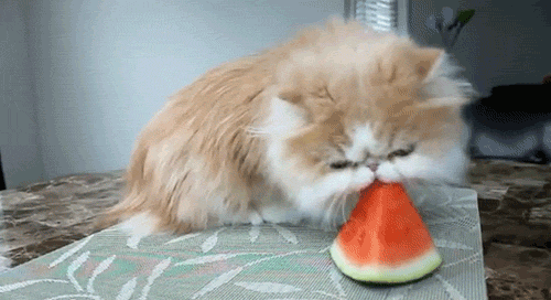 Гифка Персидский кот ест арбуз