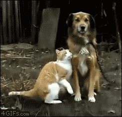 Гифка Кот хочет подружиться с собакой