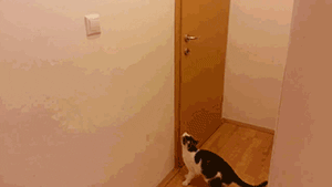Гифка Кот открывает дверь