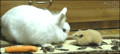 Гифка Хомяк утащил морковку у кролика