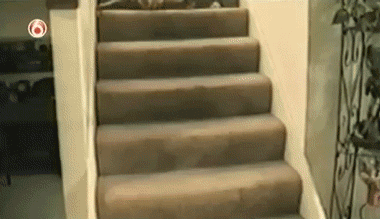 Гифка Кот скатывается с лестницы