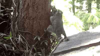 Гифка Мама-енотиха учит детеныша забираться на дерево