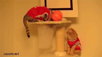 Гифка Коты-баскетболисты