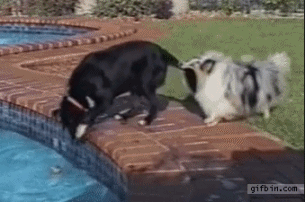 Гифка Собаки достают мяч из бассейна