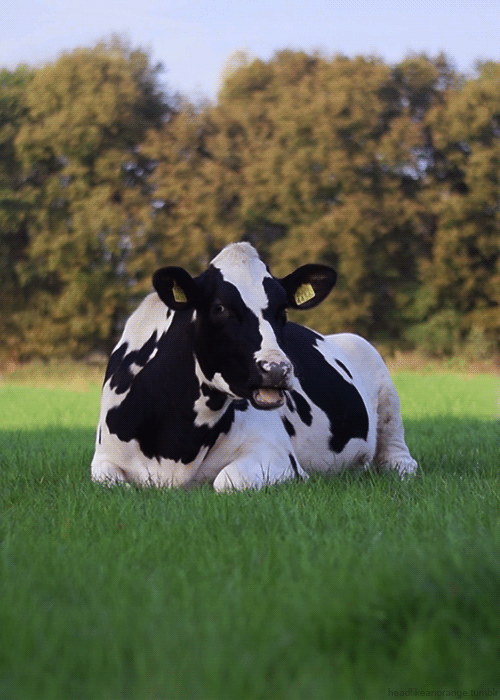 Гифка Корова на траве