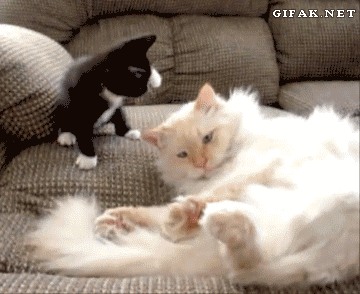 Гифка Кошка успокаивает котёнка