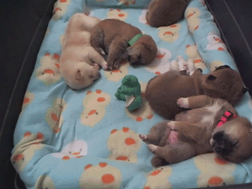 Гифка Спящие щенки