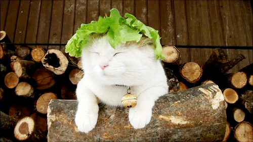 Гифка Кошка с салатом на голове