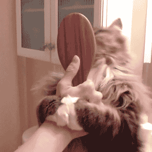 Гифка Кот любит расчёсываться