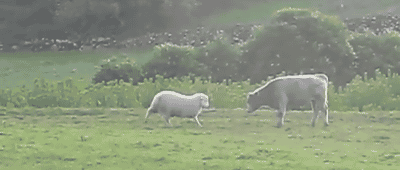 Гифка Овца и Корова