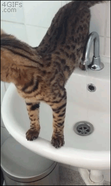 Гифка Кошка в раковине