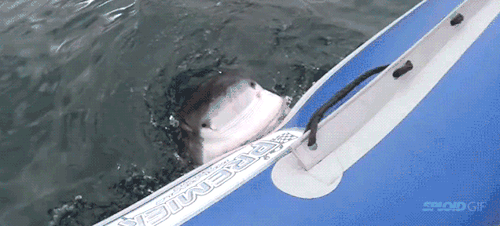 Гифка Акула ест лодку