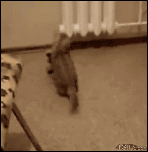 Гифка Кот прыгает на задних лапах