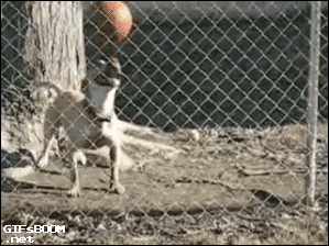 Гифка Собака удерживает мяч