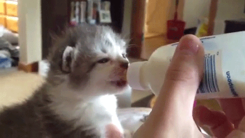 Гифка Кормление котёнка из бутылочки