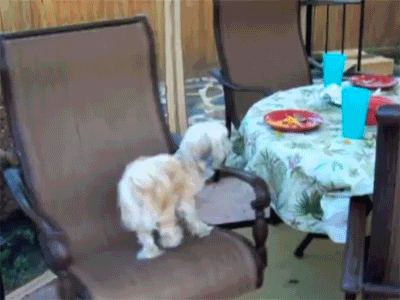 Гифка Голодная собака и крутящийся стул
