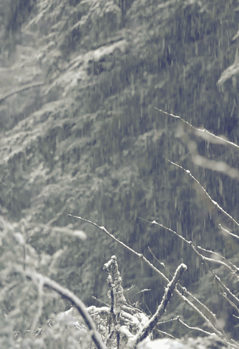 Гифка Снег в лесу