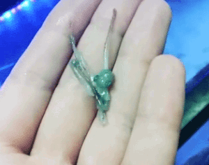 Гифка Новорожденный осьминог