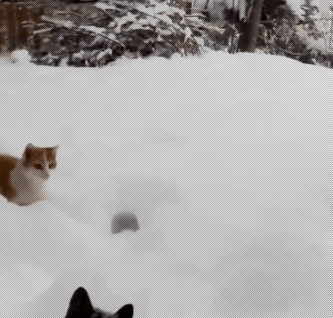 Гифка Кот ныряет в снег