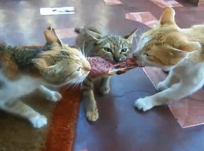 Гифка Три кота делят мясо
