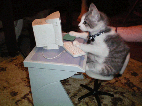 Гифка Кот за компьютером