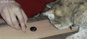 Гифка Наперстки с котом
