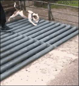 Гифка Собака преодолевает мост из железных прутьев