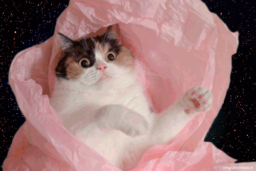 Гифка Кот в космическом пакете