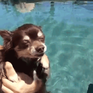 Гифка Собака в бассейне