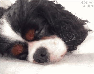 Гифка Как разбудить собаку