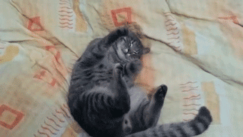 Гифка Лапы спящей кошки