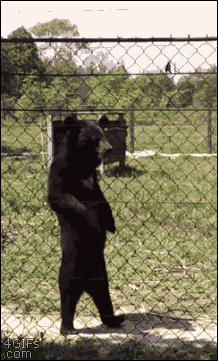 Гифка Медведь ходит на задних лапах