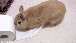 Гифка Кролик и туалетная бумага