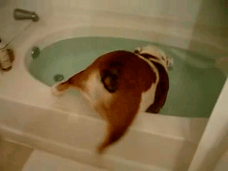 Гифка Собака собирается принять ванну
