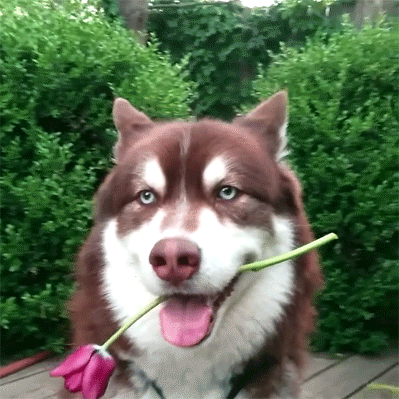 Гифка Собака с цветком