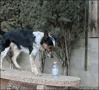 Гифка Собака пытается пить из бутылки