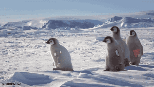 Гифка Пингвины