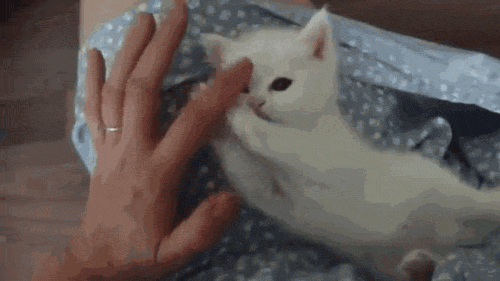 Гифка Поглаживание белого котёнка