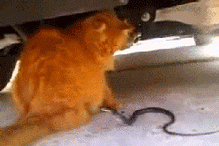 Гифка Змея атакует хвост кошки