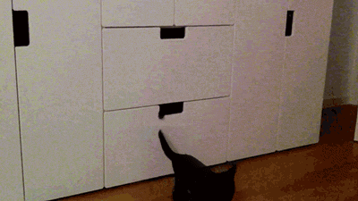 Гифка Черные кошки из шкафа