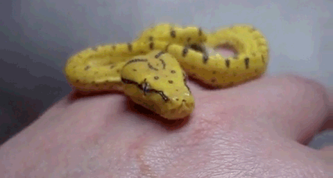 Гифка Желтая змея