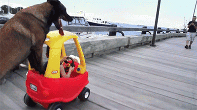 Гифка Собака толкает машину с ребенком