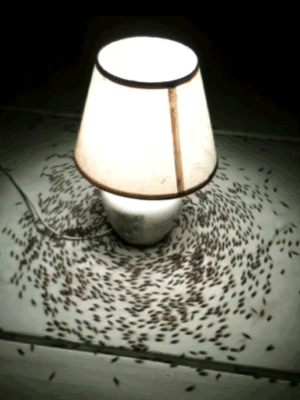 Гифка Жуки вокруг лампы