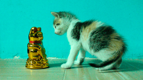 Гифка Котёнок поклоняется кошачьему идолу