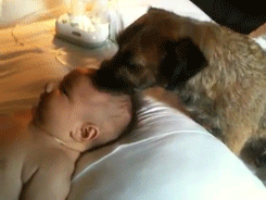 Гифка Собака облизывает младенца