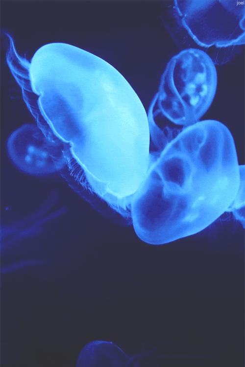 Гифка Медузы под водой