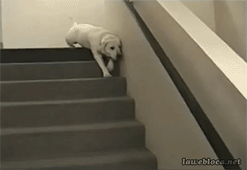 Гифка Собака съезжает по лестнице
