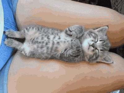 Гифка Котёнок спит на коленях