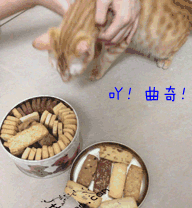 Гифка Кот очень хочет печенье