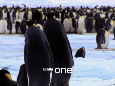 Гифка Грациозные Пингвины